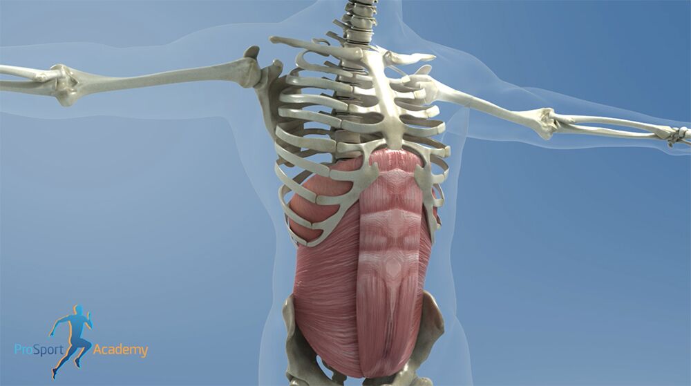 The diaphragm lenghtening as the pelvic floor muscles contract and elevate