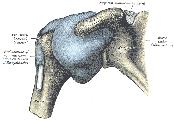 Ribcage mobility and the glenohumeral joint in physiotherapy