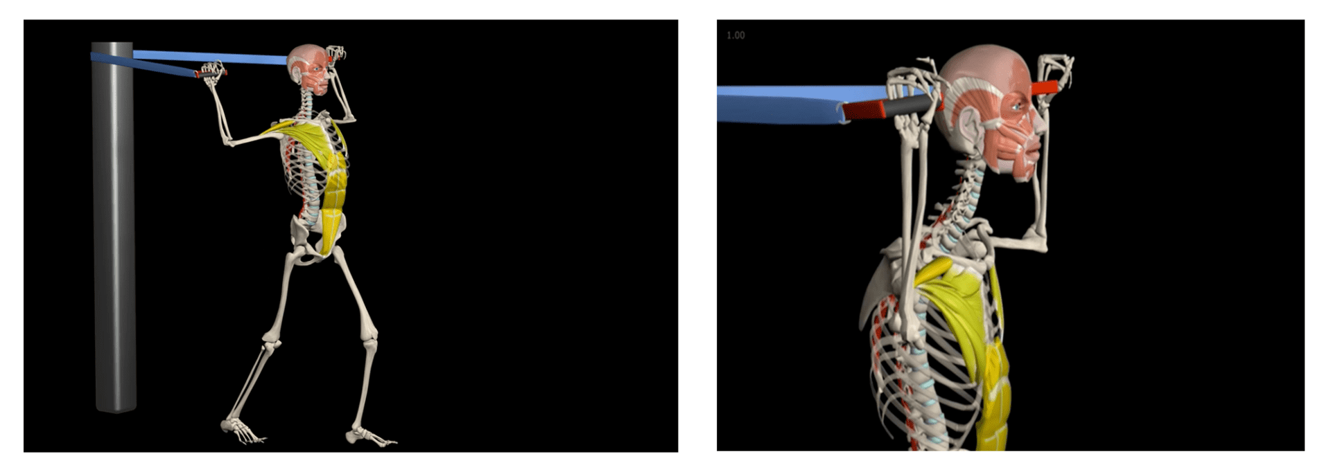 Pactoralis major stretch or apprehension test? Image provided by Muscle & Motion