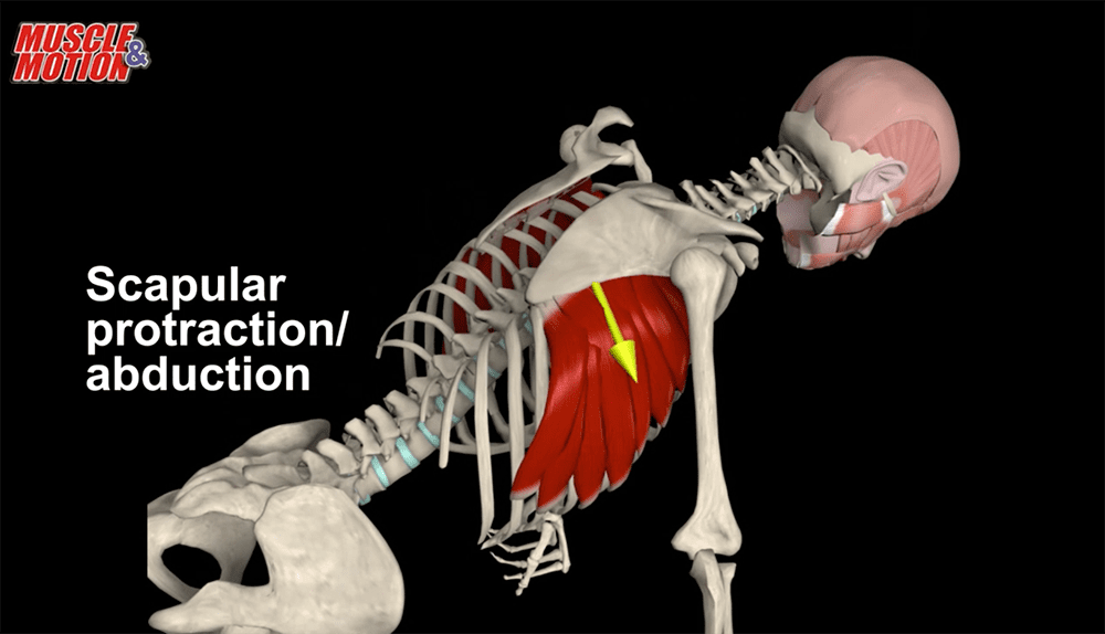 Lengthening of the serratus anterior in glenohumeral rotation. Image provided by Muscle & Motion