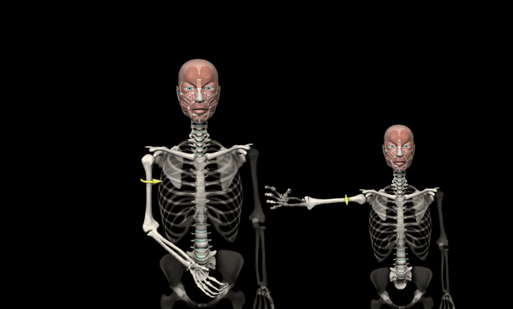 Shoulder Internal Rotation - Graphics Provided By Muscle & Motion