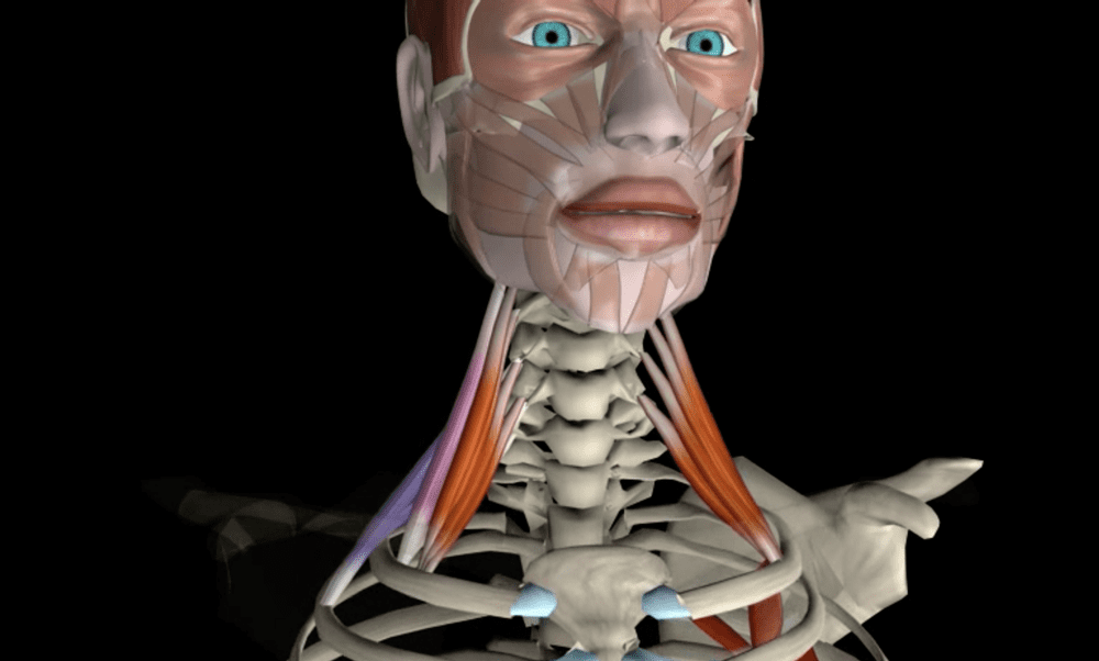 The affect of the scalene on ribcage mobility